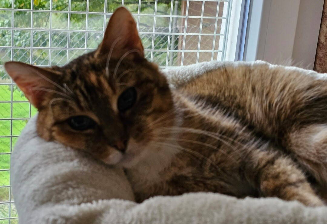 sindi_1.jpg sindi_1.jpg