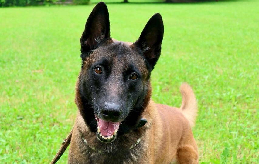 photo-2025-07-26-21-17-53_bearb..jpg photo-2025-07-26-21-17-53_bearb..jpg