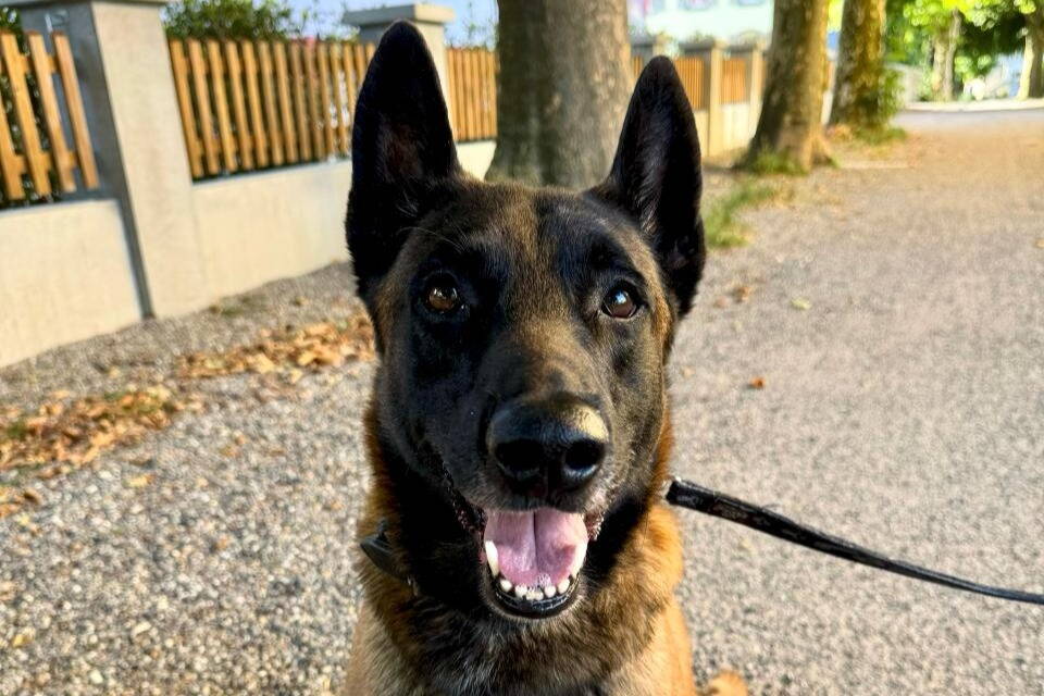 photo-2025-07-26-21-17-56_bearb.jpg photo-2025-07-26-21-17-56_bearb.jpg