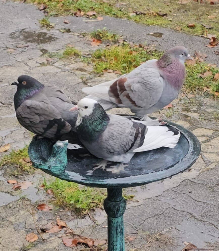 tauebn_beim_baden.jpg tauebn_beim_baden.jpg