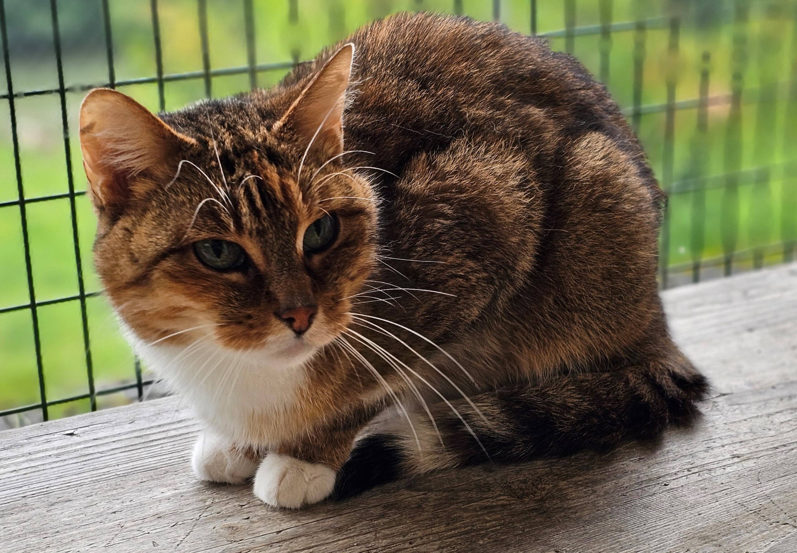 sindi.jpg..jpg sindi.jpg..jpg