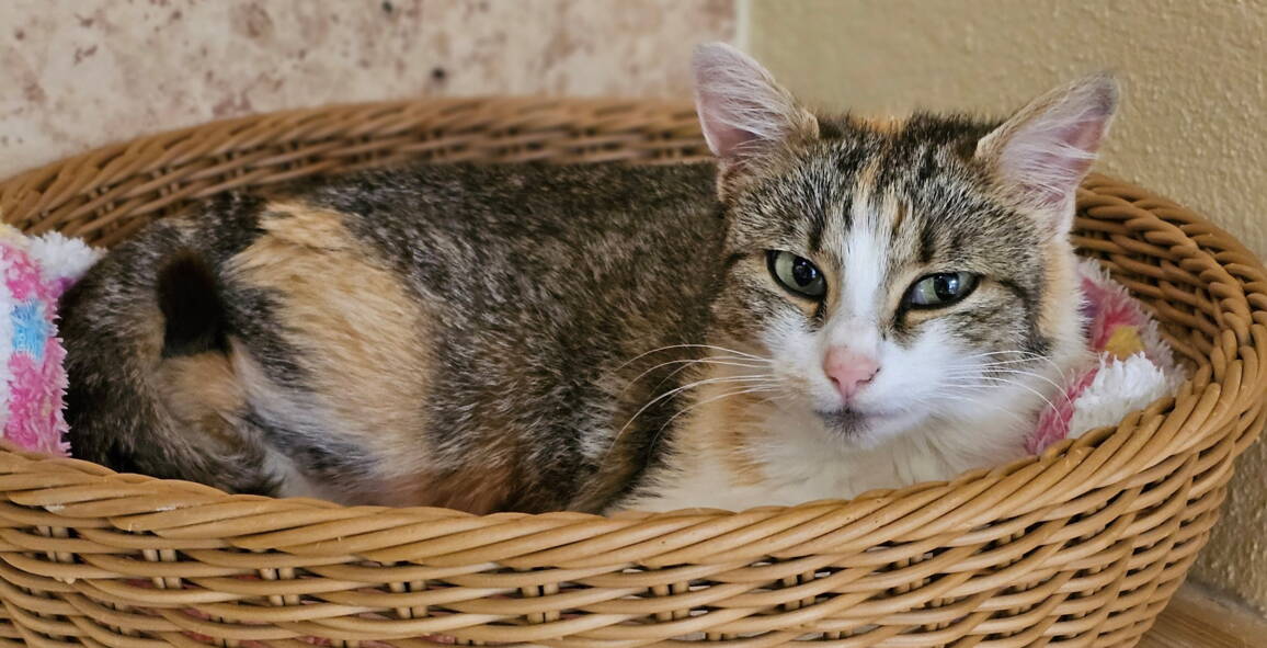 lilly_tsv_app.jpg lilly_tsv_app.jpg