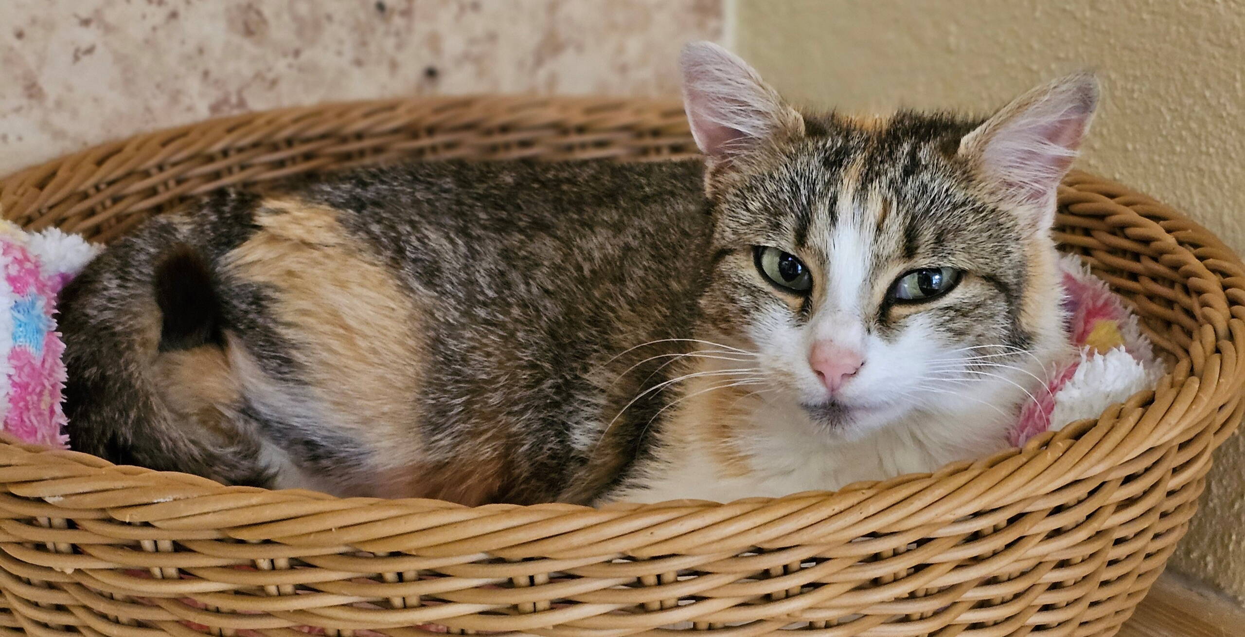 lilly_tsv_app.jpg lilly_tsv_app.jpg