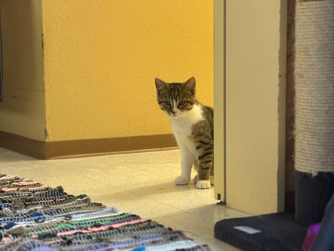 whatsapp_image_2025-10-14_at_14.16.19.jpeg whatsapp_image_2025-10-14_at_14.16.19.jpeg