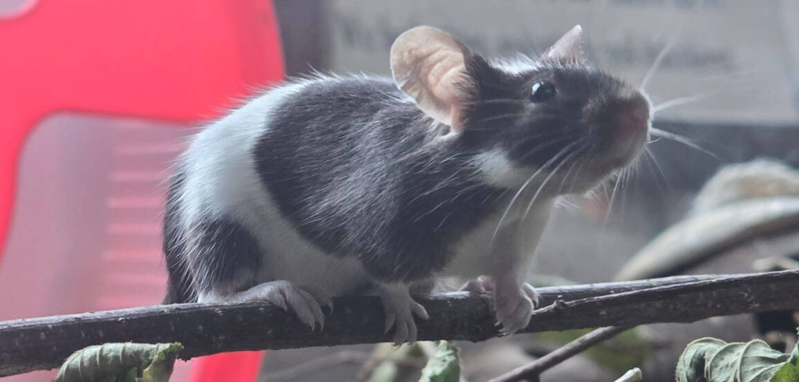 farbmaus.jpg farbmaus.jpg