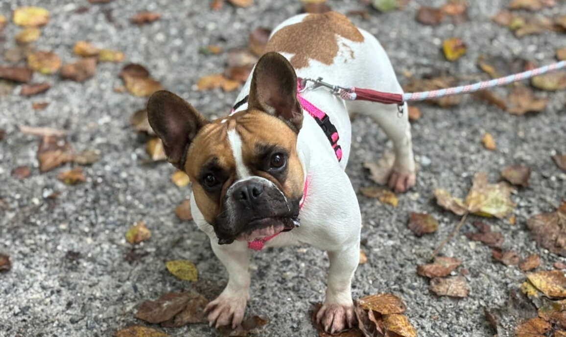 whatsapp_image_2025-10-14_at_09.43.182.jpeg whatsapp_image_2025-10-14_at_09.43.182.jpeg