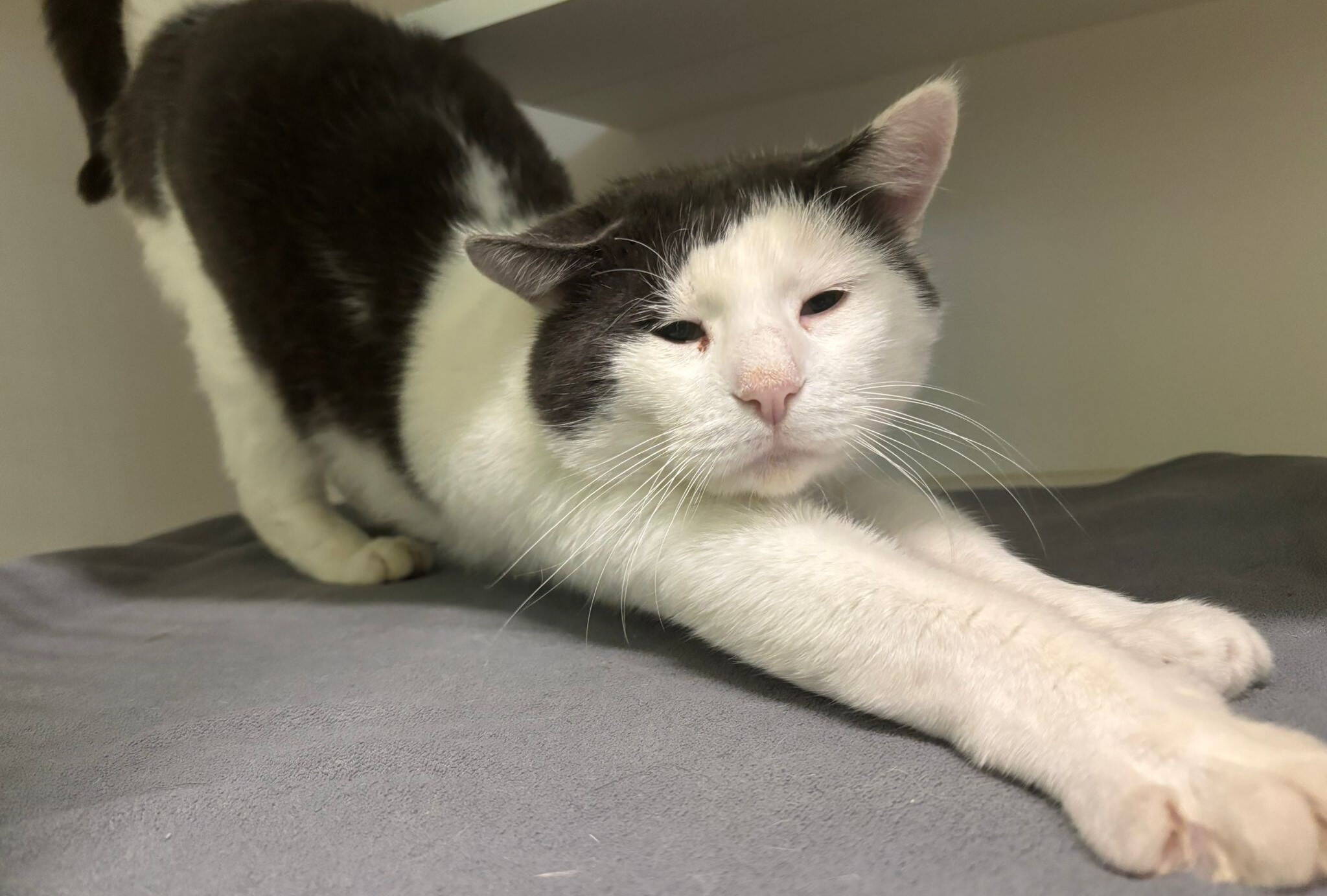 alfred1.jpg alfred1.jpg