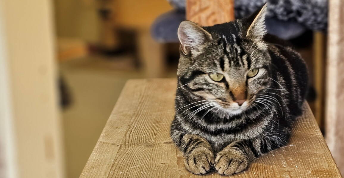 bandit_-_tsv_app.jpg bandit_-_tsv_app.jpg