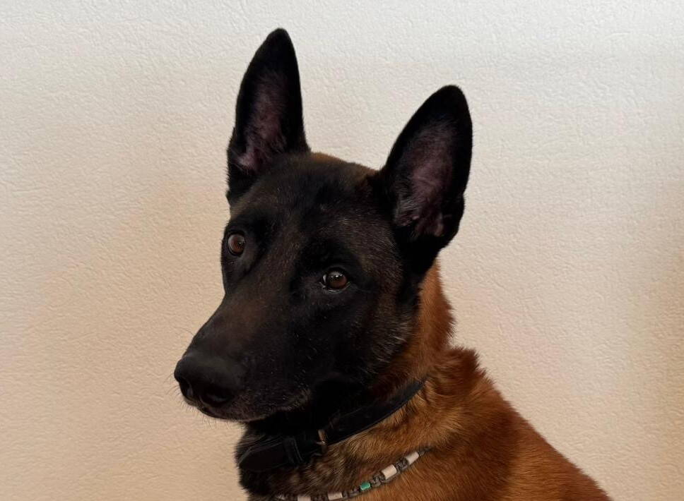 rex_maili_1.jpg rex_maili_1.jpg