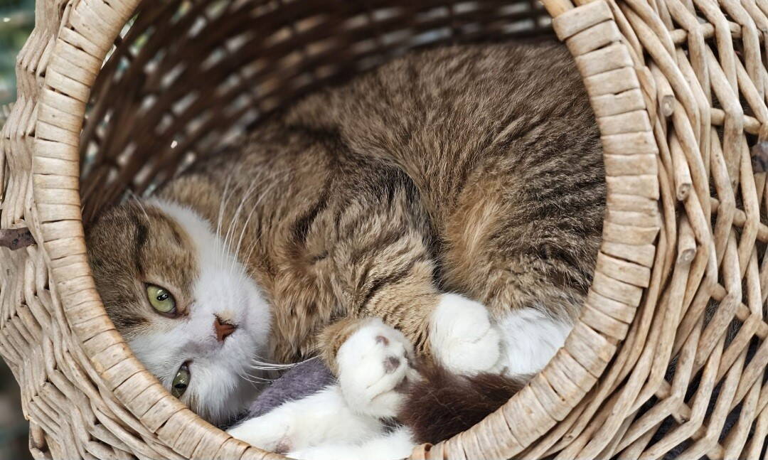 balti1.jpg balti1.jpg