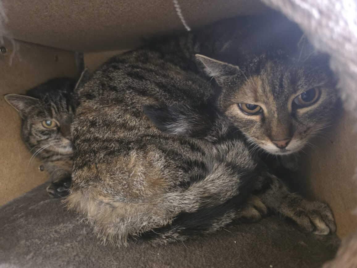 whatsapp_image_2026-03-10_at_14.15.561.jpeg whatsapp_image_2026-03-10_at_14.15.561.jpeg