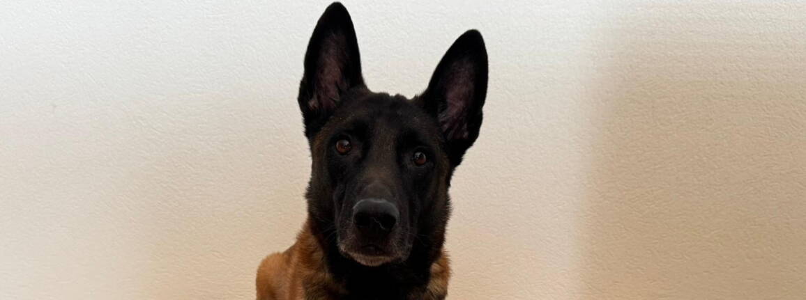 rex_mali_3.jpg rex_mali_3.jpg