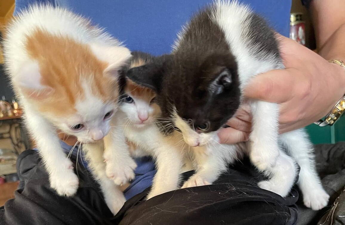3_kitten_-_private_tiervermittlung.jpg 3_kitten_-_private_tiervermittlung.jpg
