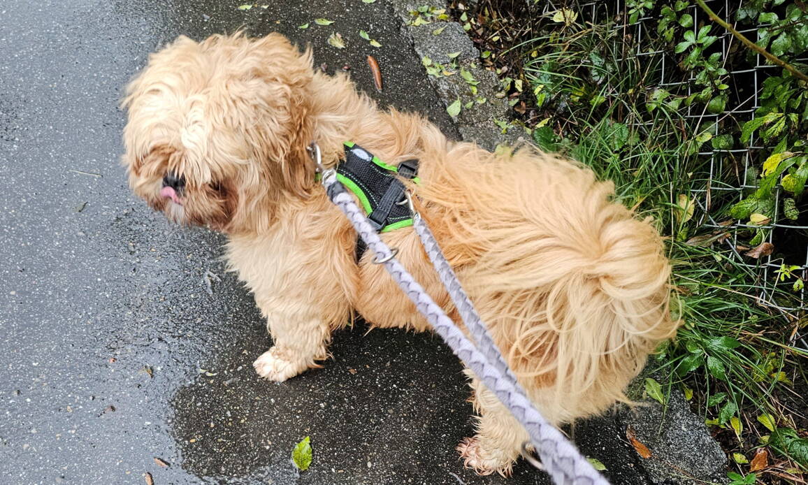 bobby_-_shi_tzu-mix.jpg bobby_-_shi_tzu-mix.jpg