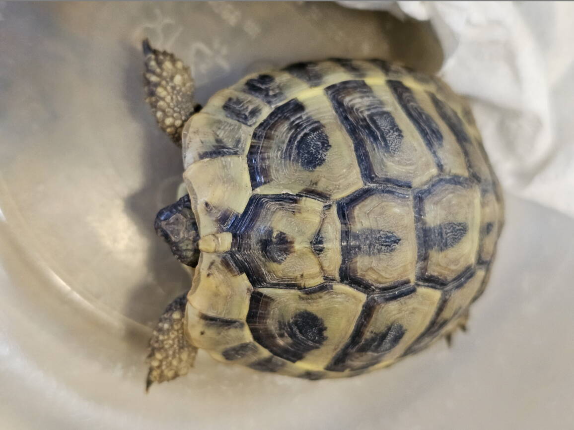 schildkroete.jpg