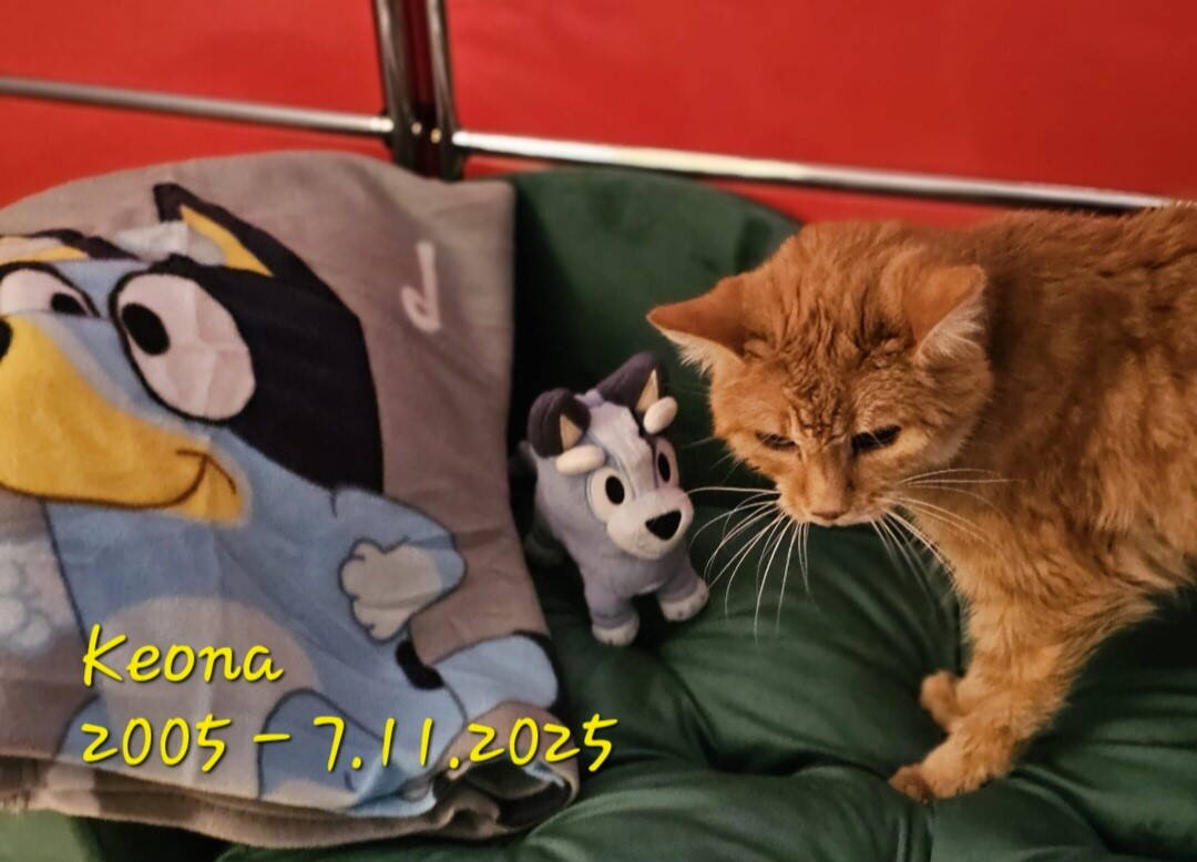 keona__bluey.jpg keona__bluey.jpg