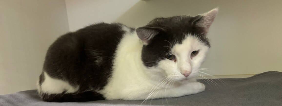 alfred.jpg alfred.jpg