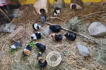 meerschweinchen-familie-360-1.00.jpg