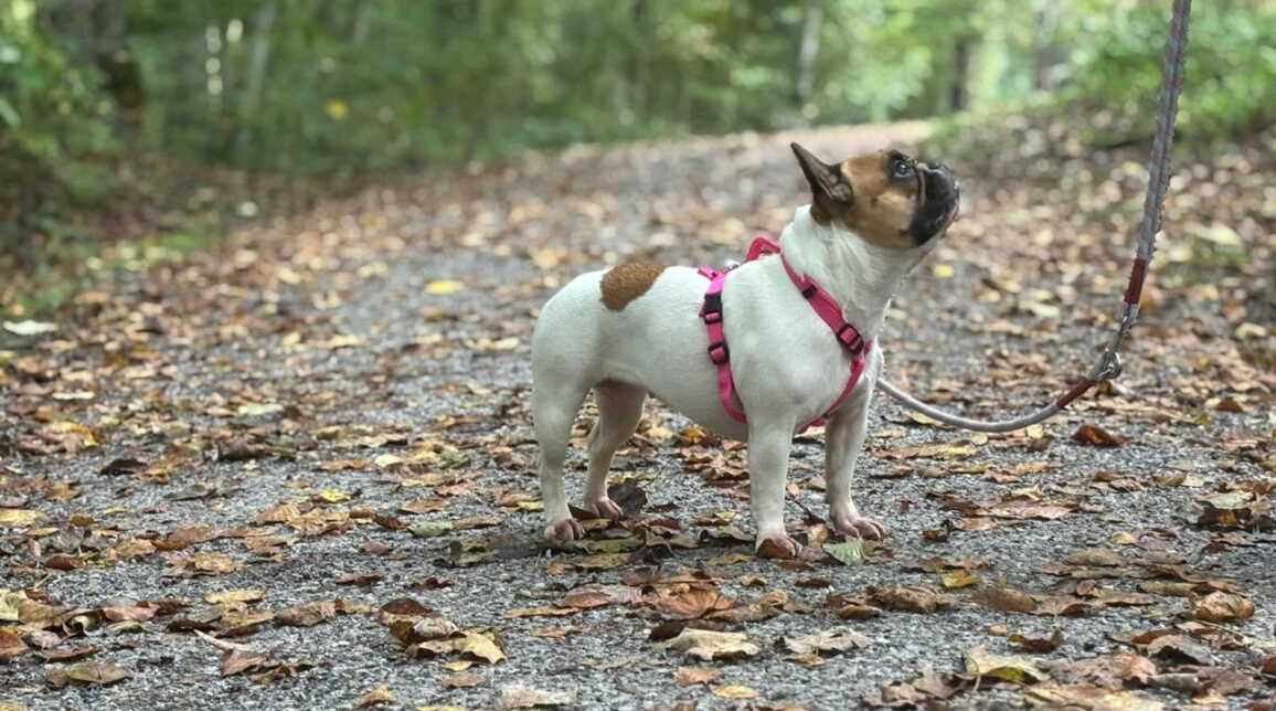 whatsapp_image_2025-10-14_at_09.43.181.jpeg whatsapp_image_2025-10-14_at_09.43.181.jpeg