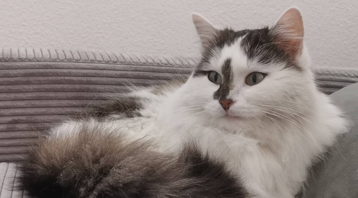 simba_-_private_vermittlung.jpg