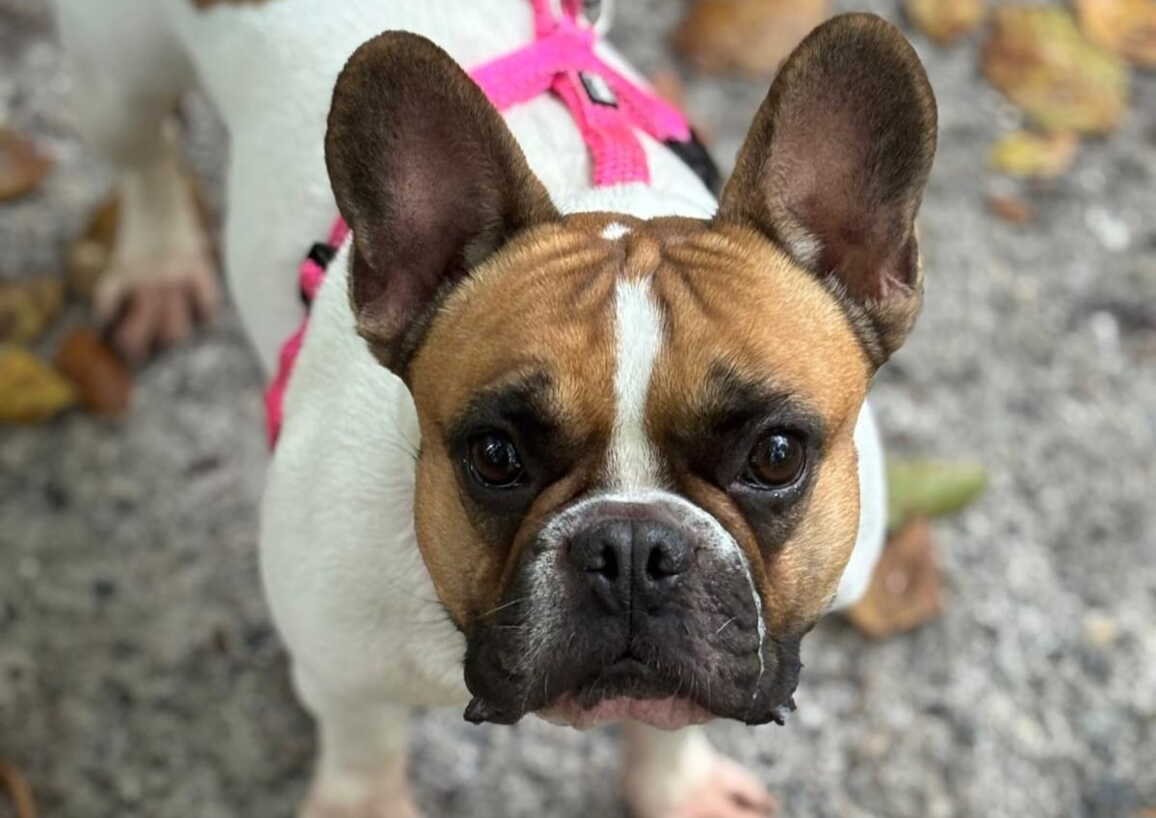 whatsapp_image_2025-10-14_at_09.43.18.jpeg whatsapp_image_2025-10-14_at_09.43.18.jpeg