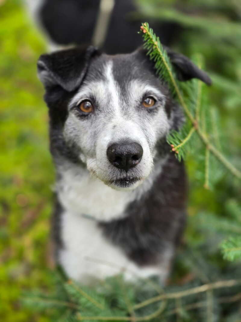 Unsere Hunde