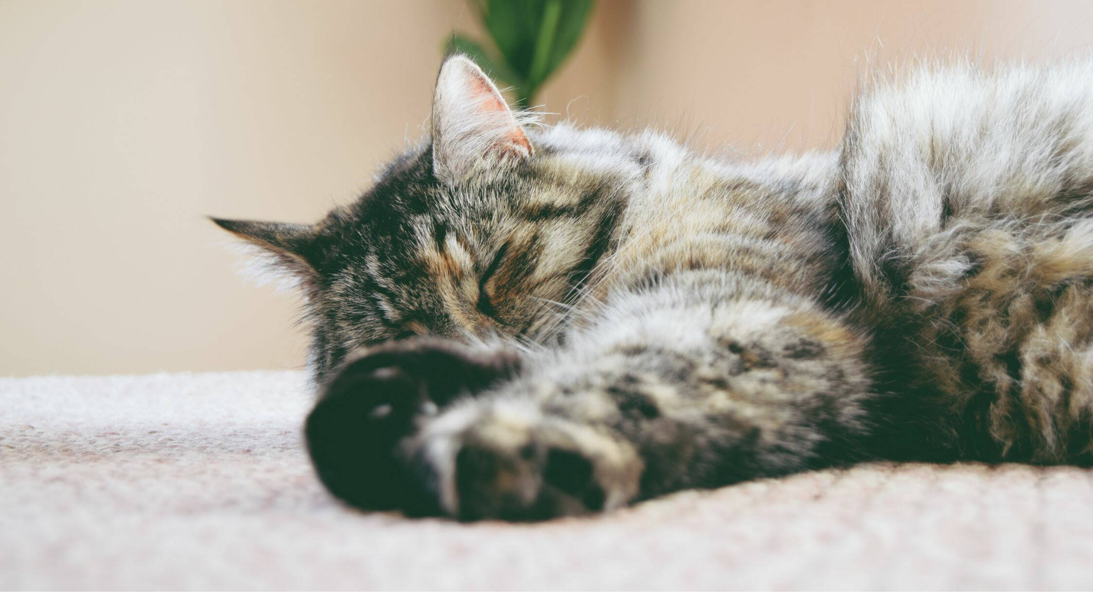 stef-versoza-9270-c9gv34-unsplash3.jpg stef-versoza-9270-c9gv34-unsplash3.jpg