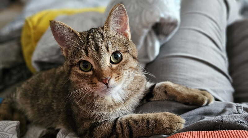 Unsere Katzen